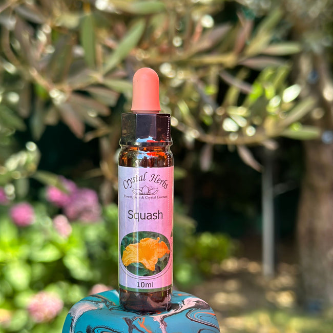 SQUASH ( KABAK ÇİÇEĞİ ÖZÜ )    10 ML.