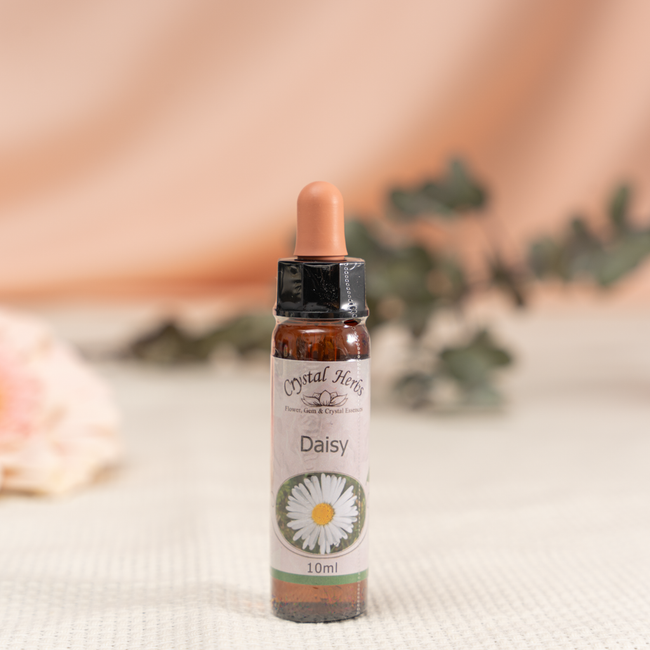 DAISY ( PAPATYA )    10 ML.